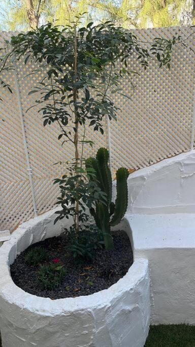 Casa Cactus Paraiso Parque Holandes Εξωτερικό φωτογραφία